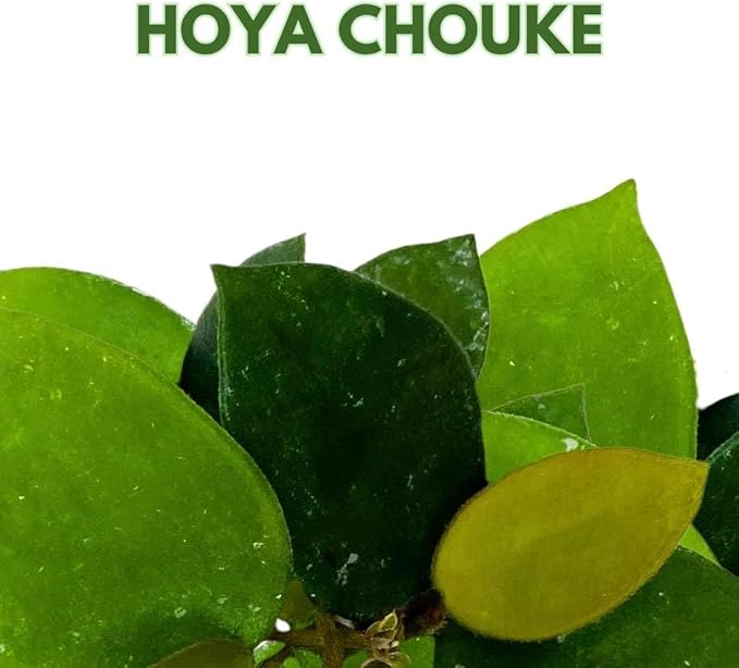 BubbleBlooms Hoya Chouke 2 inch