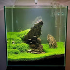 Freshwater Aquarium Decor, Easy Growing Dwarf Carpet for Fish Tank/Terrarium, Natural Aquatic Plant Growth Material – 1 Pack (Small Leaf)