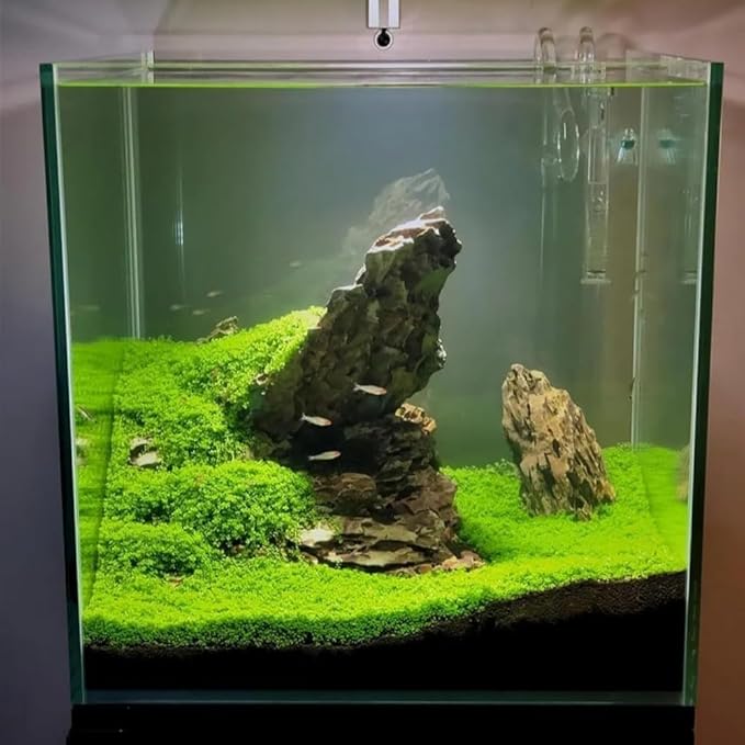 Freshwater Aquarium Decor, Easy Growing Dwarf Carpet for Fish Tank/Terrarium, Natural Aquatic Plant Growth Material – 1 Pack (Small Leaf)