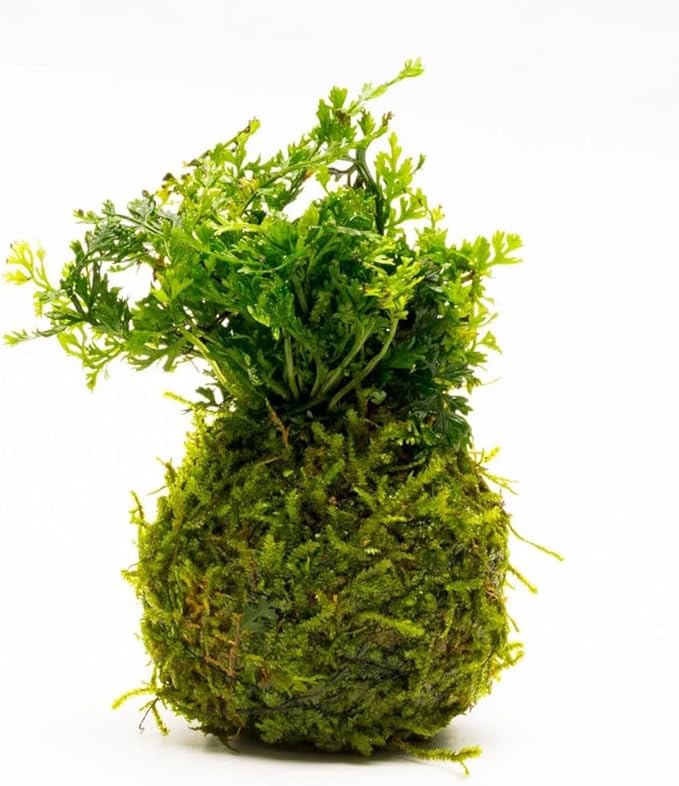 SubstrateSource Live Planted Decor - Mini Bolbitis on Clay Moss Ball - Deep Green Fern Leaves Freshwater Aquatic Plant, Low Light, Foreground to Midground Tank Placement for Aquascaping - 1 Pack