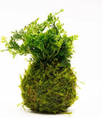 SubstrateSource Live Planted Decor - Mini Bolbitis on Clay Moss Ball - Deep Green Fern Leaves Freshwater Aquatic Plant, Low Light, Foreground to Midground Tank Placement for Aquascaping - 1 Pack