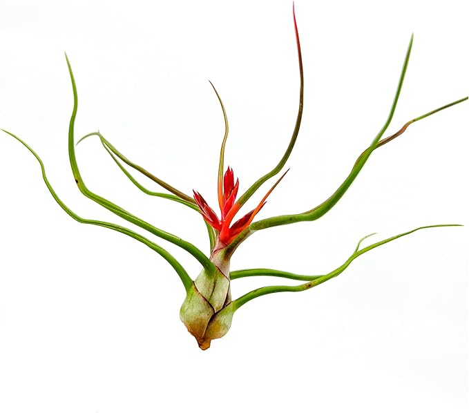 ragnaroc Air Plants - Flowering Tillandsia Bulbosa Belize, Giant 7-9" - 1ct - Live Arrival Guaranteed - House Plants for Home Decor & Gift