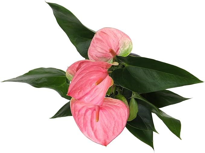 Pink Anthurium Live Plant Decor (Approx. 13-16" Tall), Real Flowers/House Plants in 4" White Plant Pot, Floral Office Plants, Air Purifying Plants & Cool Gifts for Plant Lovers by Plants for Pets