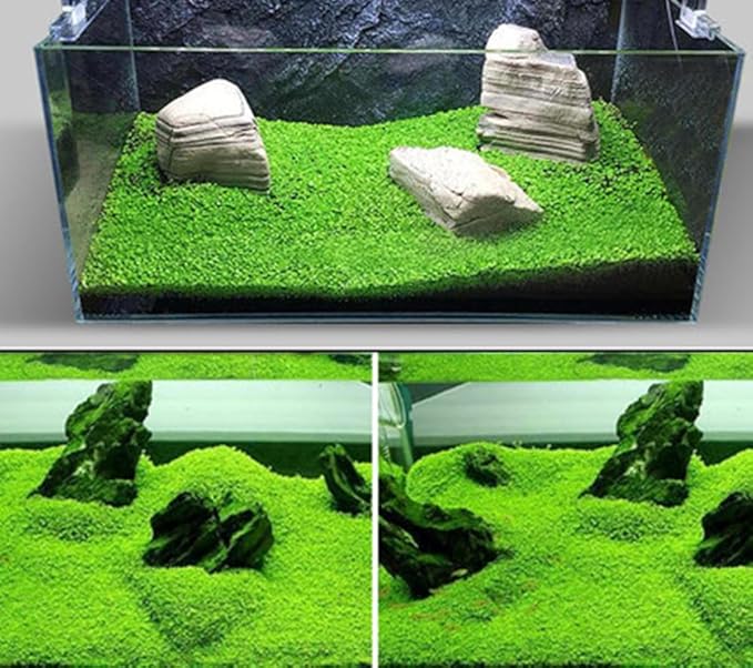 5 Bags Aquarium Plant S.e.e.ds, not Artificial Plastic Plant, Fish Tank Live Grass for All Substrate yjl133sz
