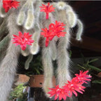 Rare Monkey Tail Cactus Live Plant – 7-9 Inch Succulent for Indoor & Outdoor, Unique Trailing Live Succulent, Ideal Gift for Plant Lovers