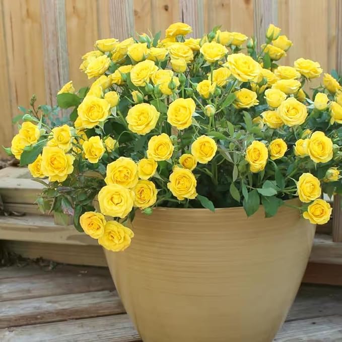 Random Climbing Rose Live Plant, Can Grow As Rose Bushes Shrubs, Fragrant Ready to Plant, Starter Size, 5 to 10 Inc Tall, Dormant in Winter
