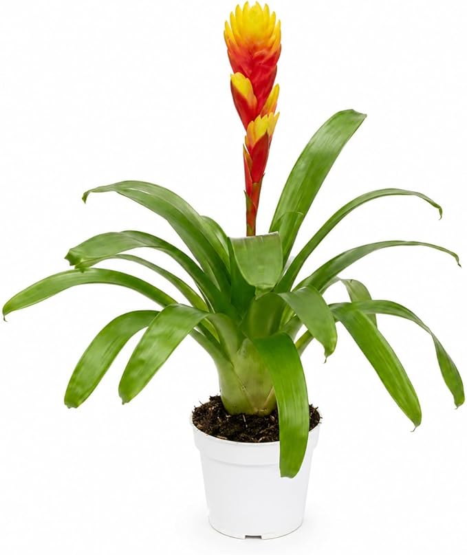 Bromeliad Tosca Live Plant with Flower, Bromeliads Live Plant, Flowering Indoor Plants, Perfect Mothers Day Plants Gift, Colorful Live Plants