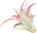 Raspberry Colorful Tillandsia Air Plants - Long Lasting Color Enhanced Live Tillandsia Succulent House Plants - Home And Garden Decor - Easy Care Indoor/Outdoor Plants (Brachycaulos Abdita, Pack of 3)