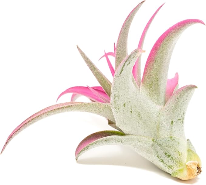 Raspberry Colorful Tillandsia Air Plants - Long Lasting Color Enhanced Live Tillandsia Succulent House Plants - Home And Garden Decor - Easy Care Indoor/Outdoor Plants (Brachycaulos Abdita, Pack of 3)