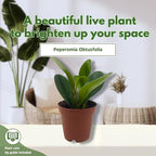 BubbleBlooms Peperomia Obtusifolia Green Marble Plant in a 2 inch Pot Rubber Spoonleaf Tiny Mini Pixie