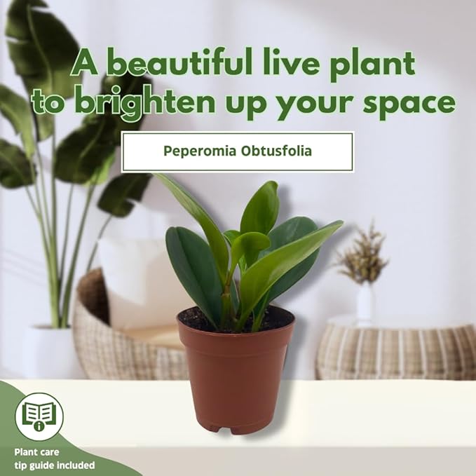 BubbleBlooms Peperomia Obtusifolia Green Marble Plant in a 2 inch Pot Rubber Spoonleaf Tiny Mini Pixie
