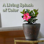 Pink Dipladenia Bush Live Plant - Tropical Plants of Florida - 14 inch Overall Height - 6 inch Planter Pot (1 Gallon) (Plant Only)