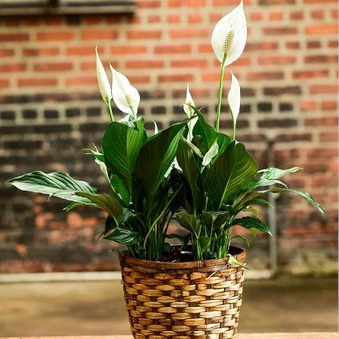 Spathiphyllum 'Peace Lily' Live Plant for Indoor | Different Houseplants in 4'' & 6'' Pot | Real House Plant for Living Room, Office, Desk & Bathroom | Peace Lily | Spathiphyllum