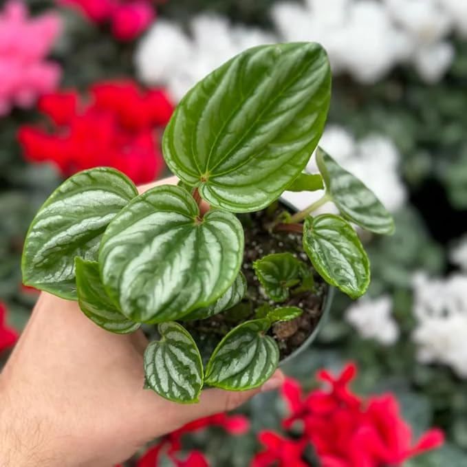 Peperomia Ecuador Live Plant, Pet-Safe Watermelon Style Stripe Houseplant in 3-Inch Grower Pot, Rare Low Maintenance Indoor Tropical Plant for Home and Office Decor