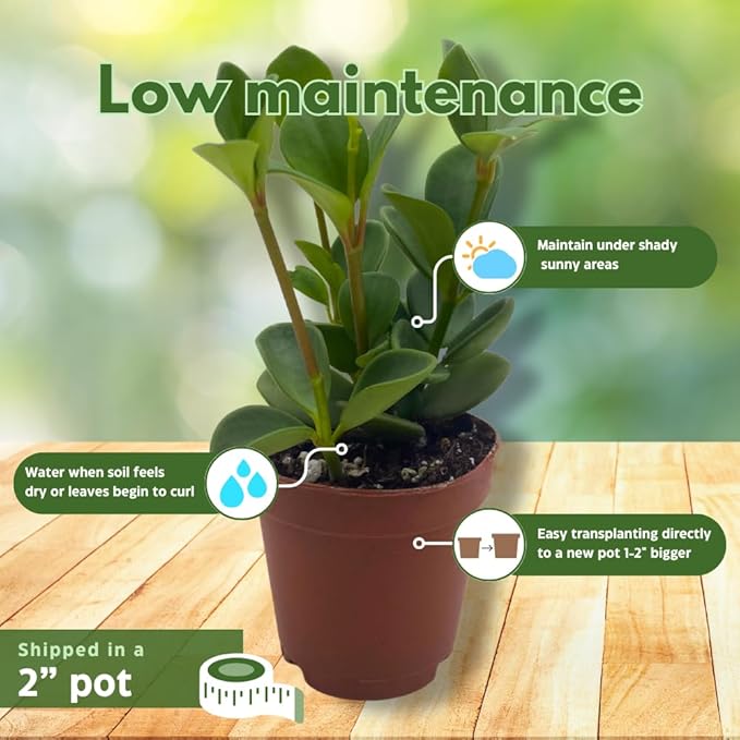 BubbleBlooms Peperomia Hope in a 2 inch Pot Trailing Jade peperomia rotundifolia Tiny Mini Pixie Plant