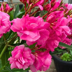 2 Pink Oleander Plants Live, 4-8" Tall Starter Plant, Hardy Flowering Shrub for Outdoor Garden