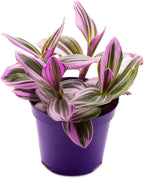 Nanouk Wandering Jew in 2 Inch Starter Pot - Variegated Wandering Jew, Pink and Green, Tiny Mini Pixie Plant