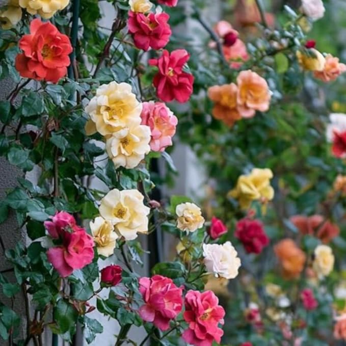Random Climbing Rose Live Plant, Can Grow As Rose Bushes Shrubs, Fragrant Ready to Plant, Starter Size, 5 to 10 Inc Tall, Dormant in Winter