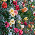 Random Climbing Rose Live Plant, Can Grow As Rose Bushes Shrubs, Fragrant Ready to Plant, Starter Size, 5 to 10 Inc Tall, Dormant in Winter