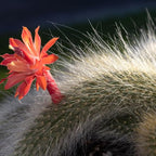 Rare Monkey Tail Cactus Live Plant – 7-9 Inch Succulent for Indoor & Outdoor, Unique Trailing Live Succulent, Ideal Gift for Plant Lovers