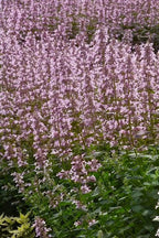 RedCrocus Whispurr Pink' Catmint Nepeta x faassenii, Bushy Perennial for Borders & Containers, Attracts Pollinators, Pet Safe, Drought Tolerant, Easy Care, 12 2 Gallon