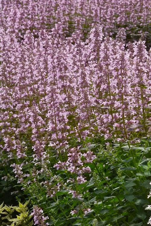 RedCrocus Whispurr Pink' Catmint Nepeta x faassenii, Bushy Perennial for Borders & Containers, Attracts Pollinators, Pet Safe, Drought Tolerant, Easy Care, 12 2 Gallon