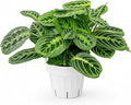 Live Plant, Lemon Lime Maranta Prayer Plant, Pet Friendly, Air Purifying Plant, Easy Care, Easy to Grow Live Indoor Plant, Houseplant, Rare Indoor Plant, Home Décor 6 inch Pot by Hopewind Plants Shop