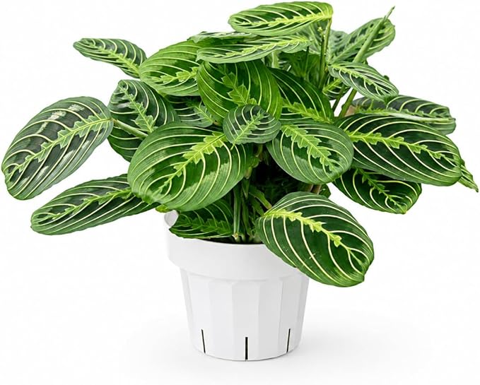 Live Plant, Lemon Lime Maranta Prayer Plant, Pet Friendly, Air Purifying Plant, Easy Care, Easy to Grow Live Indoor Plant, Houseplant, Rare Indoor Plant, Home Décor 6 inch Pot by Hopewind Plants Shop