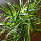 Perfect Plants Ponytail Palm | Beaucarnea Recurvata | 10in Tall | Easy Care Houseplant | Perfect for Bright Light Conditions, 6 in Grower's Pot, | Air Purifying