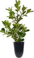 Japanese Boxwood | 40 Live Plants | Buxus Microphylla | Evergreen Shrub, Low Maintenance, Ideal for Hedges, Dense Foliage, Perfect for Borders, Hardy Versatile Landscaping