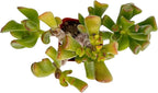 Sprout N Green Crassula Shrek's Ear, Rare Cute Jade Succulent Plant Fully Rooted in 2" Pot, Keep Away from Your Pets