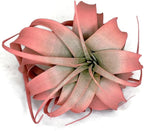 XL Xerographica Colored Air Plant, Live Tillandsia House Plant, Easy Care Indoor Outdoor, Great Gift, Healthy Arrival Guaranteed (Peach)