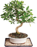 Brussel's Bonsai - Live Golden Gate Ficus Bonsai Tree with Ceramic Bonsai Pot & Humidity Tray, Indoor Bonsai Plant, 4 Years Old, 5-8 Inches Tall, Easy Care Houseplant for Home or Office (Small, Green)