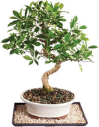 Brussel's Bonsai - Live Golden Gate Ficus Bonsai Tree with Ceramic Bonsai Pot & Humidity Tray, Indoor Bonsai Plant, 4 Years Old, 5-8 Inches Tall, Easy Care Houseplant for Home or Office (Small, Green)