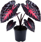 Rare Red Black Colocasia Live Plant, 5 to 8" in Tall, Taro Elephant Ear Alocasia Esculenta Live Plant for Planting, Live Colocasia Houseplant