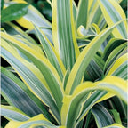 RedCrocus Lemon Lime Dragon Tree Bush- Variegated Indoor & Outdoor Plant- Easy Care Evergreen Foliage- Tolerates Bright, Indirect Light- Pet Safe (Toxic to Cats & Dogs) 10" Pot