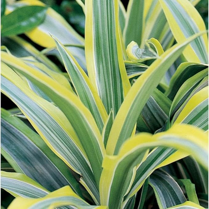 RedCrocus Lemon Lime Dragon Tree Bush- Variegated Indoor & Outdoor Plant- Easy Care Evergreen Foliage- Tolerates Bright, Indirect Light- Pet Safe (Toxic to Cats & Dogs) 10" Pot
