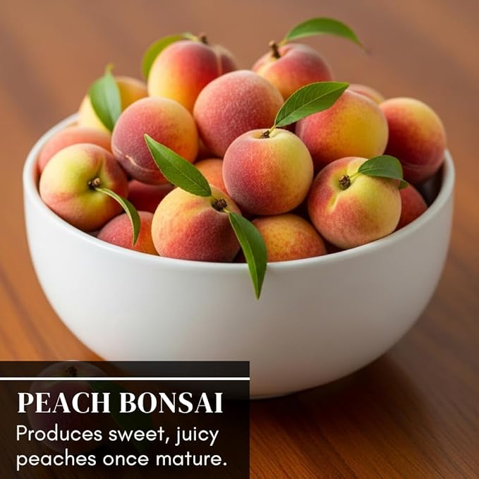 Bonsai Peach Tree Seeds – 2 Large Seeds for Miniature Fruit-Bearing Trees – Easy to Grow, Hardy, Produces Sweet Peaches - Great for Beginner Bonsai - Ideal for Home Garden