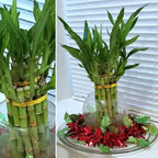 8 inches Lucky Bamboo 6 Healthy Plants, Tied in Gold Wire, Gift, Feng Shui, Indoor Plant, Bring Good Luck to Your Home, Perennial, Just add Purified Water