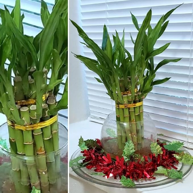 8 inches Lucky Bamboo 6 Healthy Plants, Tied in Gold Wire, Gift, Feng Shui, Indoor Plant, Bring Good Luck to Your Home, Perennial, Just add Purified Water