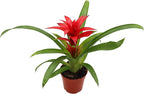 Bromeliad Red or Orange -4'' from California Tropicals
