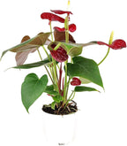 Live Indoor Flowering Houseplants, Anthurium Red in 6" Grower Pot, Easy Care Houseplants