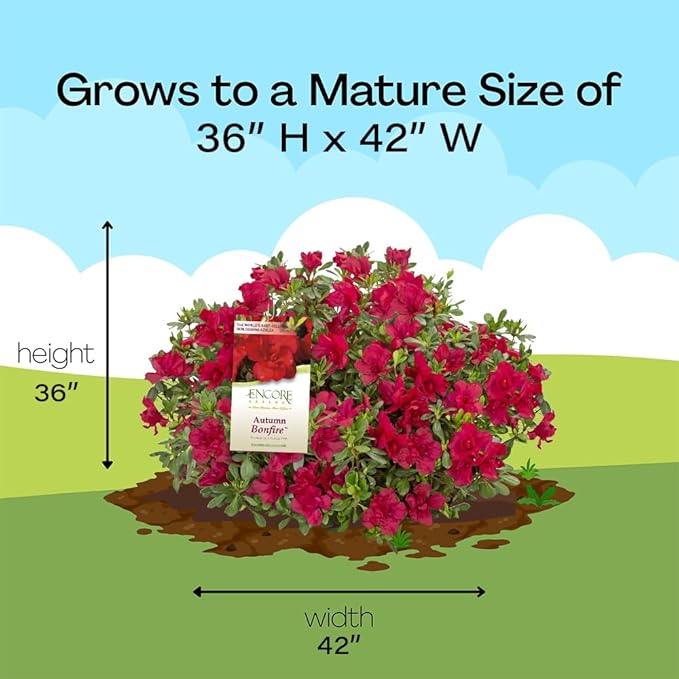 1 Gal Encore Azalea Autumn Bonfire