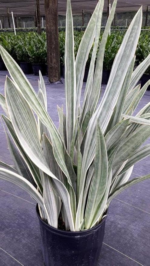 RedCrocus Sayuri's Snake Plant Sansevieria- Indoor Air Purifying Plant for Low Light Spaces 6" Pot