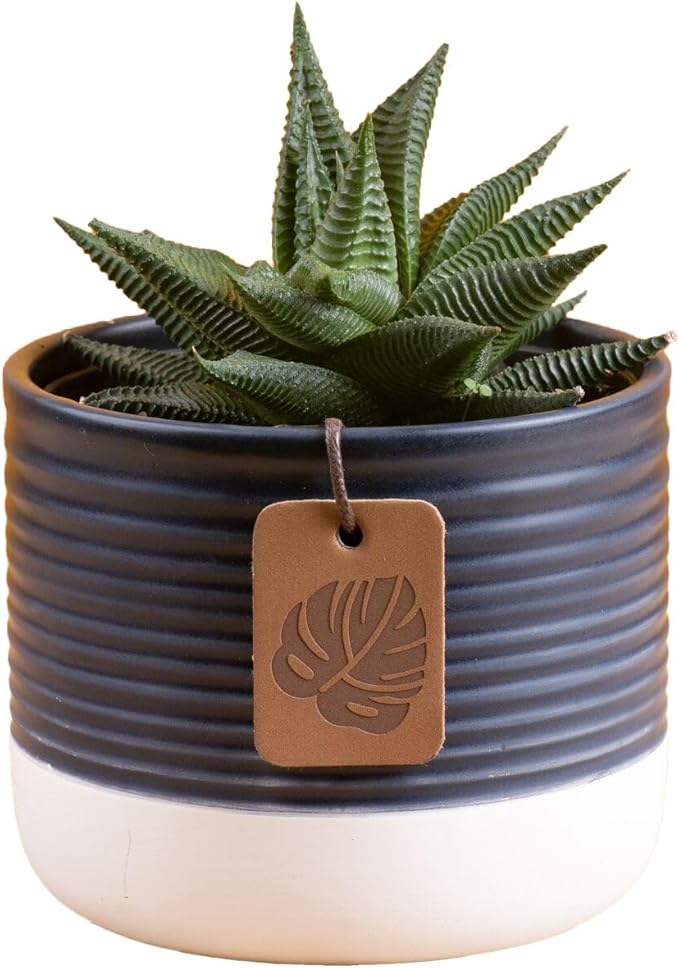 Costa Farms Haworthia, Succulent Live Plant in Decorative Pot, Easy to Maintain Succulent Indoor Houseplant, Home, Room, or Office Decor, House Warming or Birthday Gift, 4-6 Inches Tall