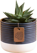 Costa Farms Haworthia, Succulent Live Plant in Decorative Pot, Easy to Maintain Succulent Indoor Houseplant, Home, Room, or Office Decor, House Warming or Birthday Gift, 4-6 Inches Tall