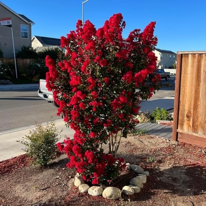 2 Red Crape Myrtle Trees - 12-18" Tall Live Plants - Flowering, Fast Growing, Ornamental Crepe Myrtle Bushes/Shrubs - Lagerstroemia Indica - (2 Pack)
