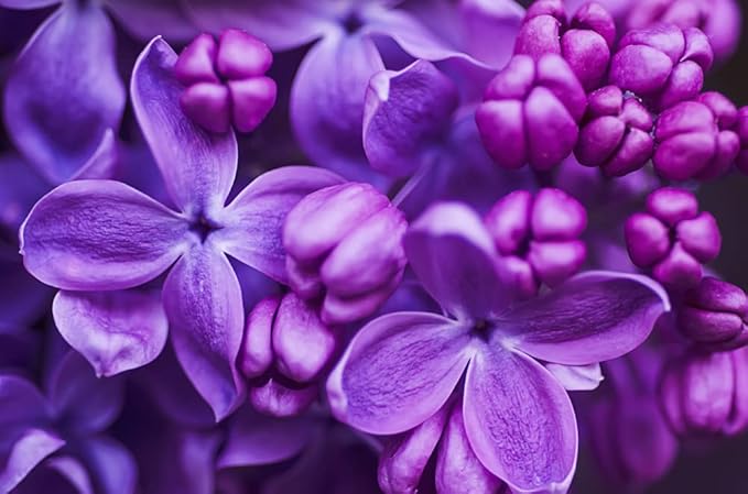 Purple Lilac Seeds for Planting - 50 Seeds - Stunning Purple Flowers, Great for Landscaping or Bonsai Specimen