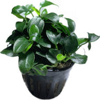 Marcus Fish Tanks Anubias Nana Petite Live Aquarium Plants Potted Freshwater Auatic Plant