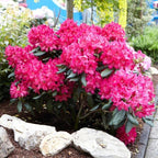 Brighter Blooms - Red Rhododendron Shrub, 1 Gallon - No Shipping to AK, AZ, HI